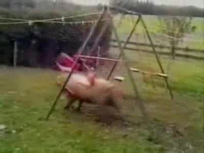 Ram vs. Swingset